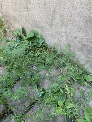 Polygonum aviculare
