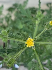 Senecio viscosus