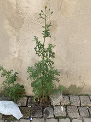 Senecio viscosus