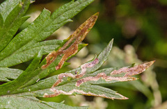 Liriomyza demeijerei