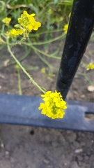 Brassiceae