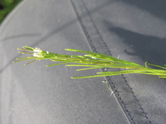 Arabis planisiliqua