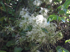 Clematis foetida