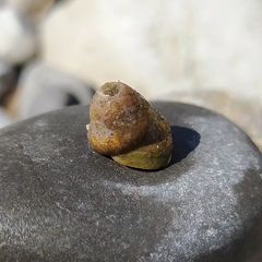 Steromphala divaricata