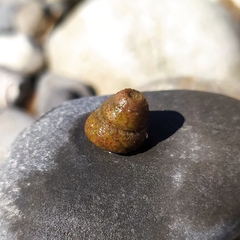 Steromphala divaricata