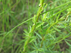 Arabis planisiliqua