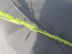 Arabis planisiliqua