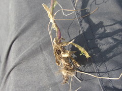 Arabis planisiliqua