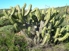 Myrtillocactus cochal