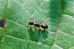 Camponotus nipponensis