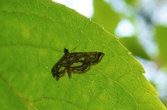 Paracymoriza prodigalis