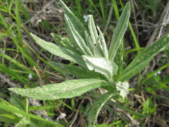 Jacobaea paludosa lanata