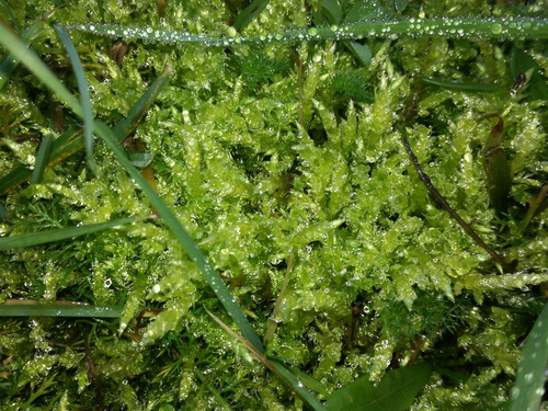 rakytovité (Hypnaceae)