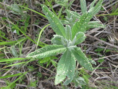 Jacobaea paludosa lanata
