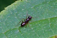 Camponotus nipponensis