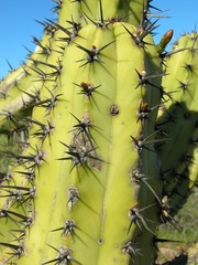 Myrtillocactus cochal