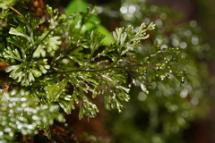 Hymenophyllum australe