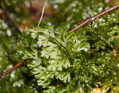 Hymenophyllum australe