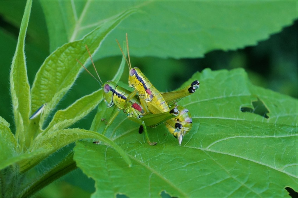 Anapodisma miramae