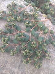 Euphorbia chamaesyce
