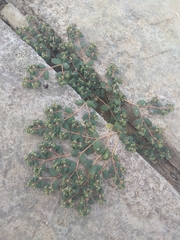 Euphorbia chamaesyce