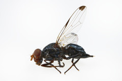 Seioptera vibrans