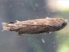 Hypatima excellentella