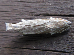 Hypatima excellentella
