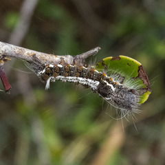 Lepidoptera
