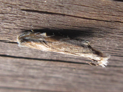 Hypatima excellentella