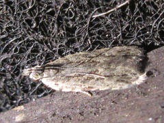 Tornodoxa paraleptopalta