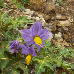 Solanum virginianum