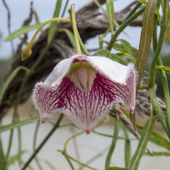 Oxystelma esculentum