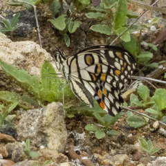 Papilio demoleus