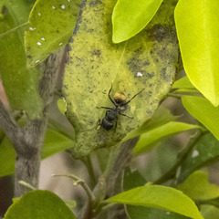 Camponotus sericeus
