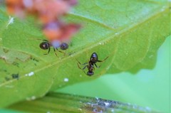 Lasius japonicus