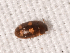 Mycetophagidae