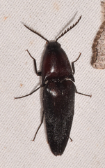 Parallelostethus attenuatus