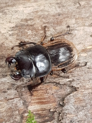 Geodorcus helmsi