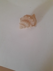 Bufonaria rana