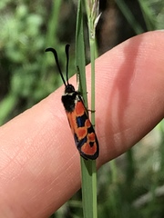 Zygaena hilaris