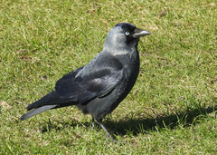 Corvus monedula