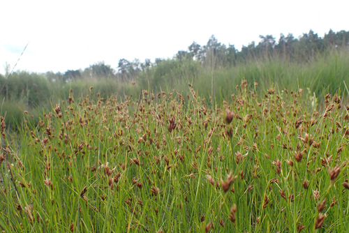 Image of Rhynchospora fusca by (c) Thomas Gyselinck, some rights reserved (CC BY)