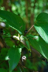 Ognevia longipennis