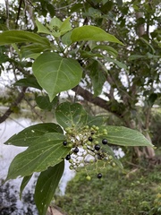 Premna