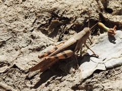 Stenocatantops angustifrons