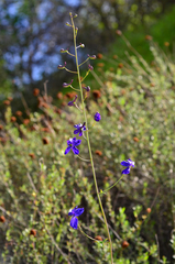 Delphinium parryi