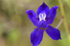 Delphinium parryi