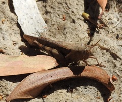 Stenocatantops angustifrons