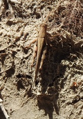 Stenocatantops angustifrons